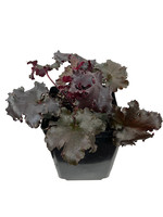 Heuchera 'Black Taffeta' 1 Gallon