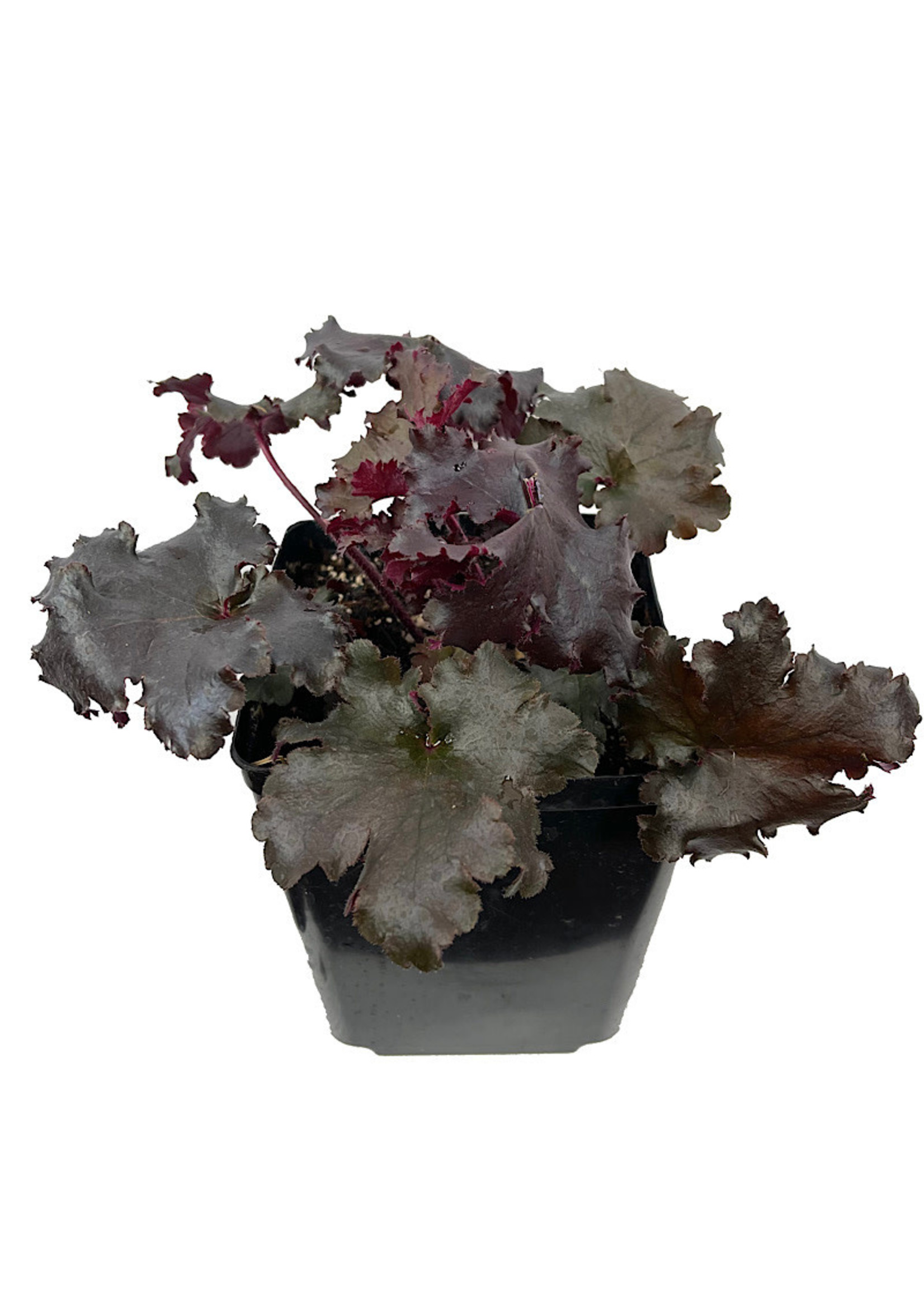 Heuchera 'Black Taffeta' 1 Gallon