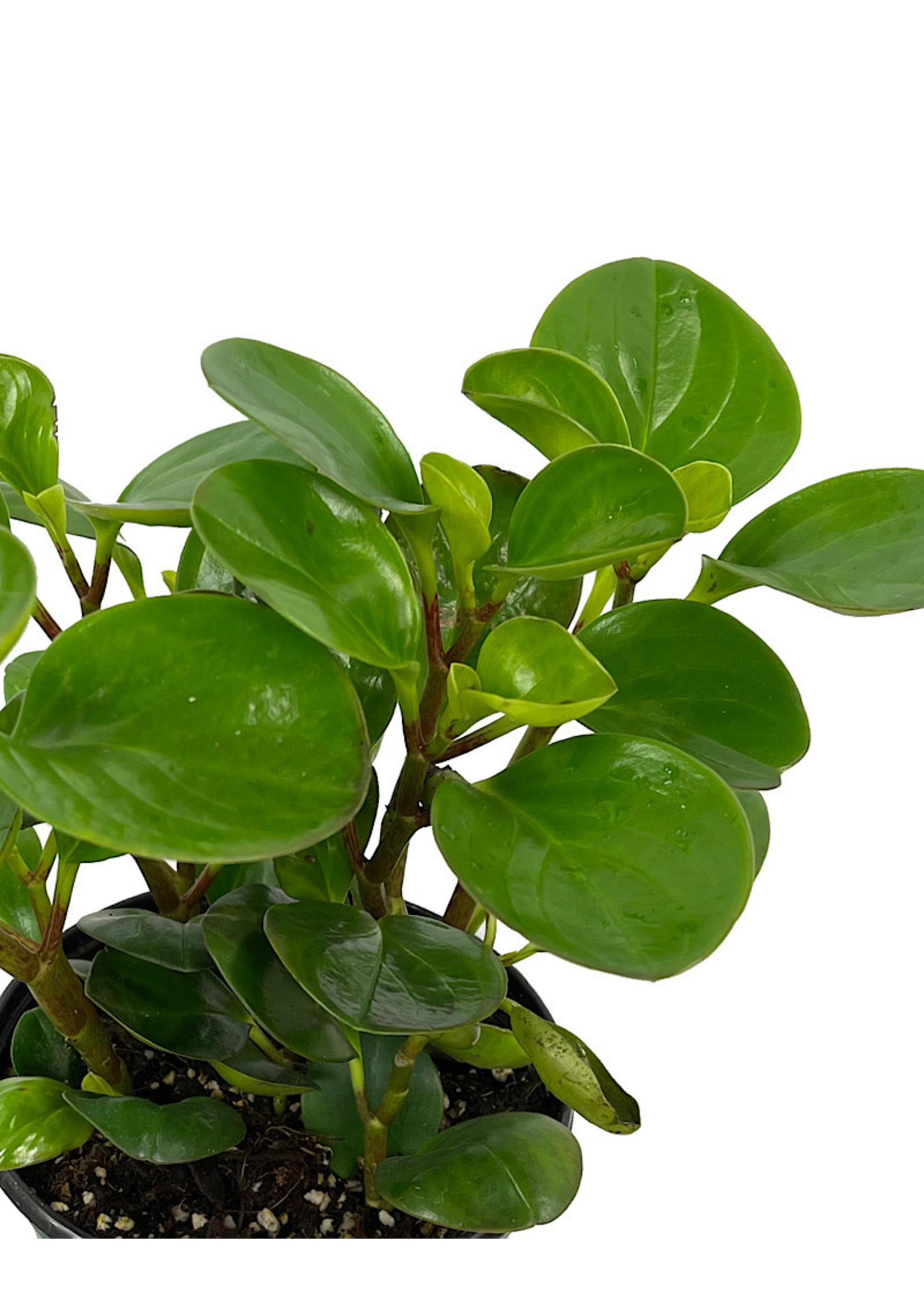 Peperomia Obtusfolia 6 Inch