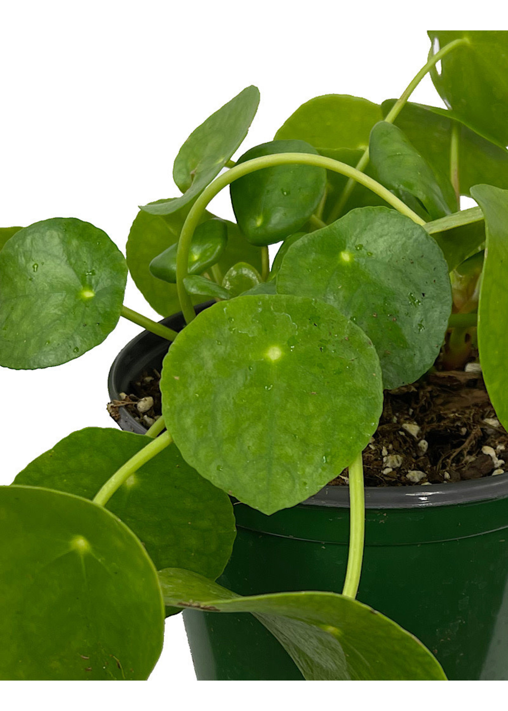 Pilea peperomioides 6 Inch