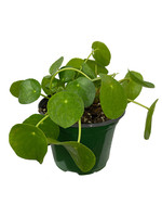 Pilea peperomioides 6 Inch