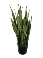 Sansevieria 'Zeylanica' 10 Inch