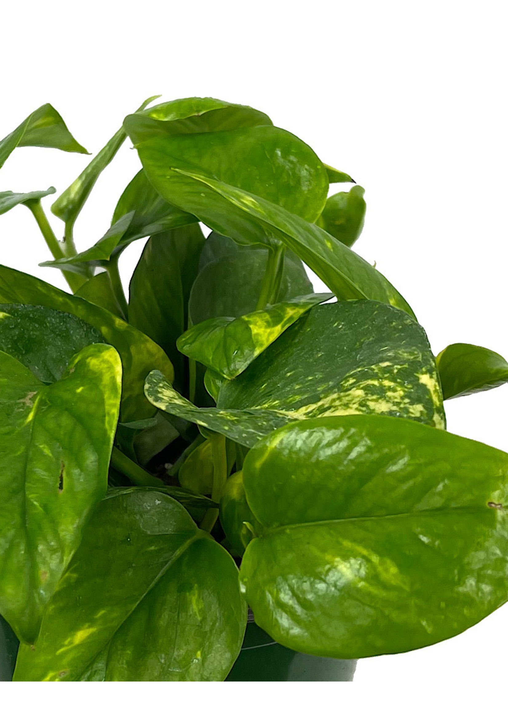 Pothos 'Golden' 6 Inch