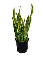 Sansevieria trifasciata 'Laurentii' 10 Inch