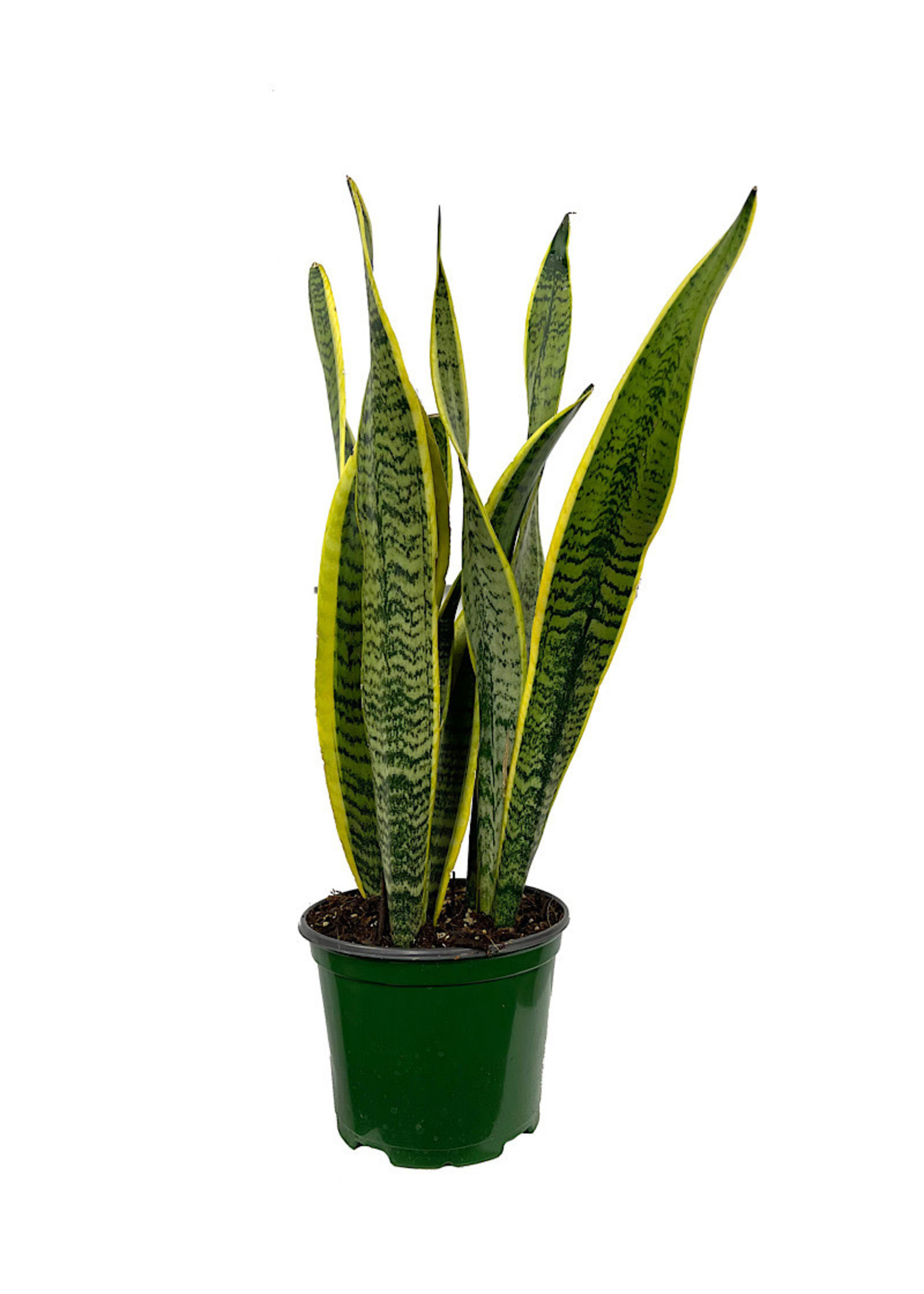 Sansevieria trifasciata 'Laurentii' 6 Inch