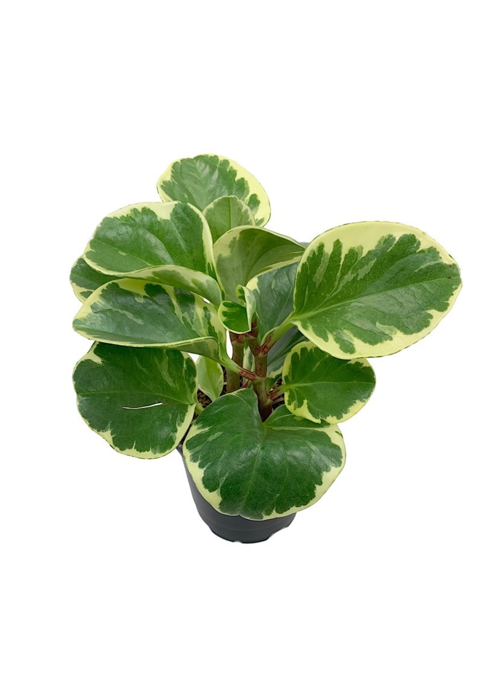 Peperomia obtusifolia ‘Variegata’ 4 Inch