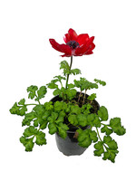 Anemone 'Harmony Scarlet' Quart