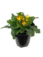 Primula 'Oakleaf Yellow Picotee' Quart