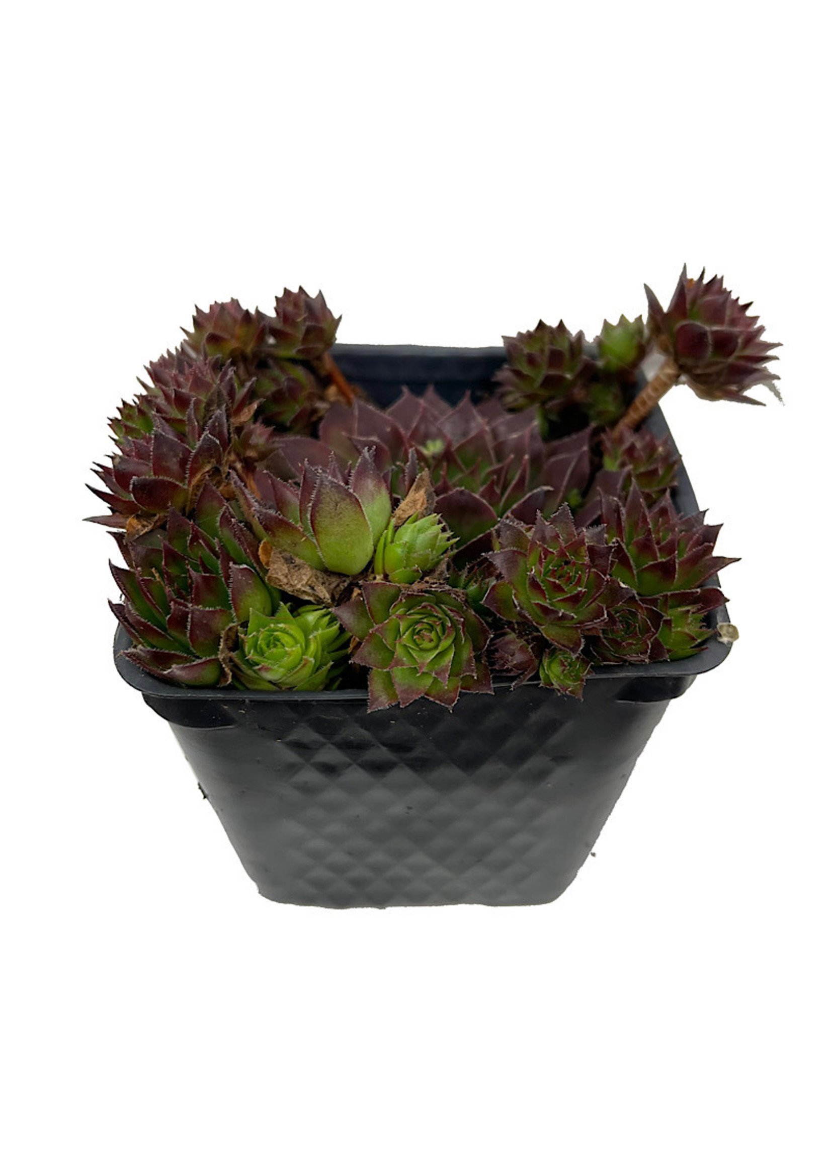 Sempervivum 'Black' 4 Inch