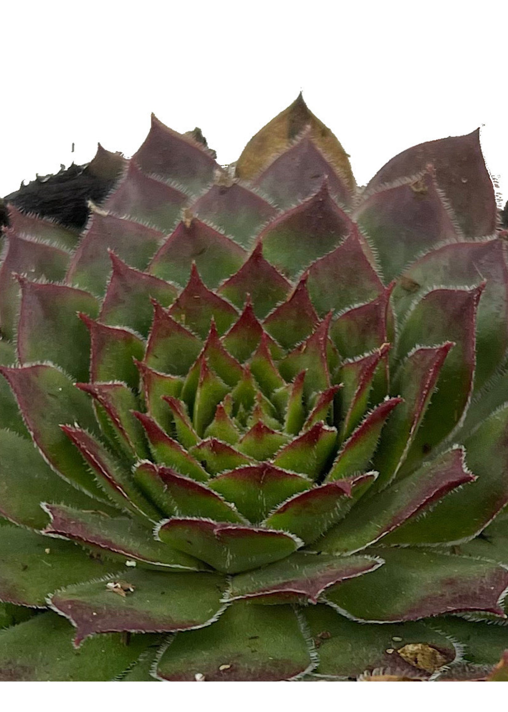 Sempervivum 'Kalinda' 4 Inch