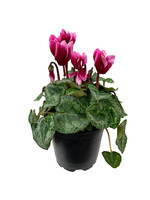 Cyclamen 'Melody Outdoor Shine Wine' 4 inch