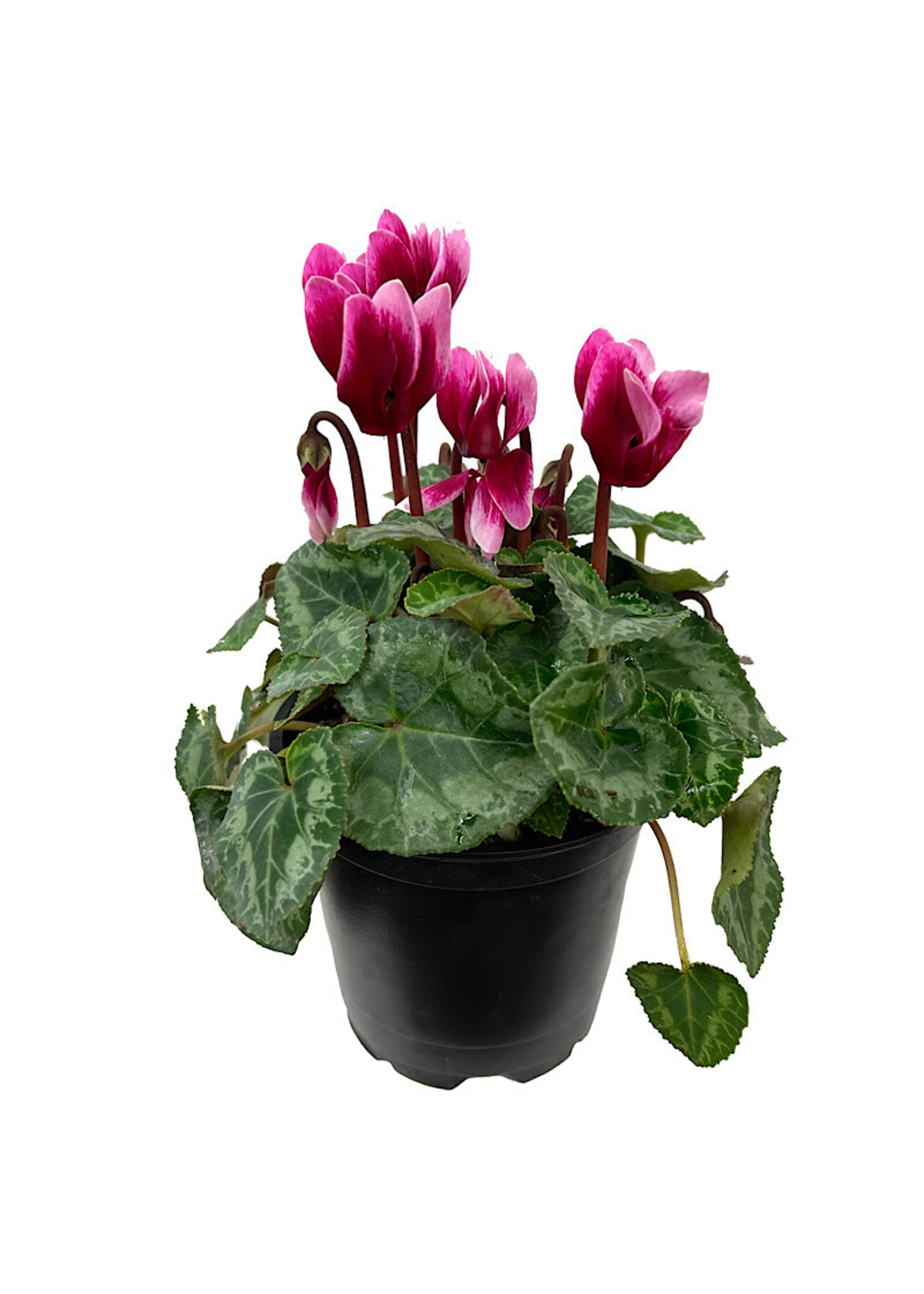 Cyclamen 'Melody Outdoor Shine Wine' 4 inch