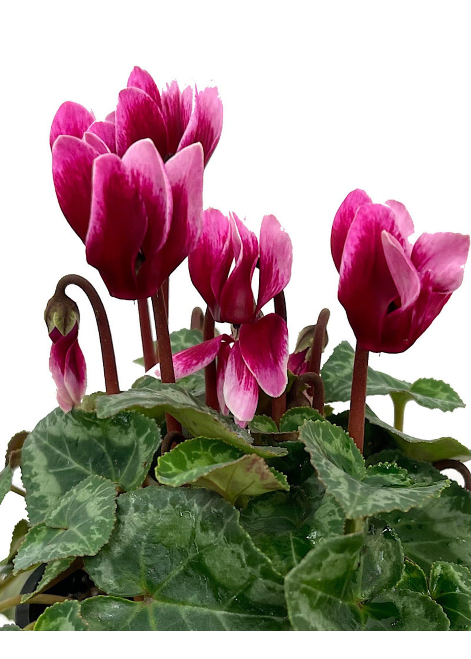 Cyclamen 'Melody Outdoor Shine Wine' 4 inch