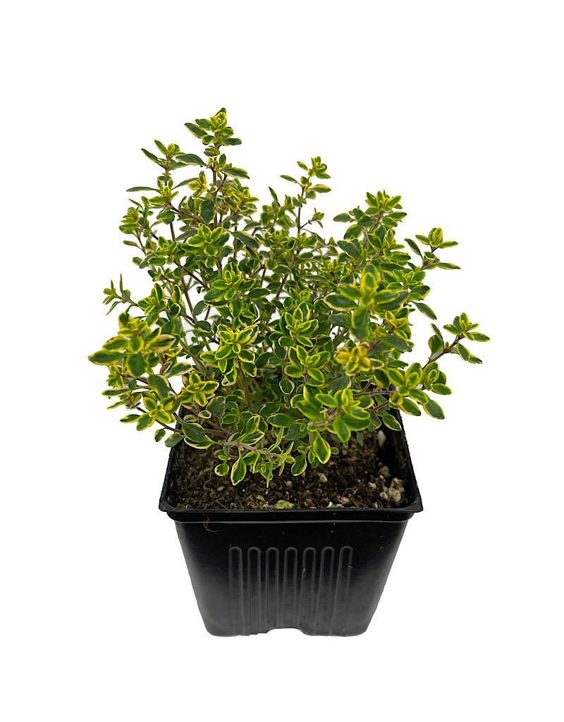 Thymus x citriodorus 4 inch The Garden Corner