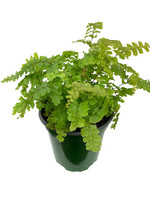 Adiantum hispidulum 4 Inch