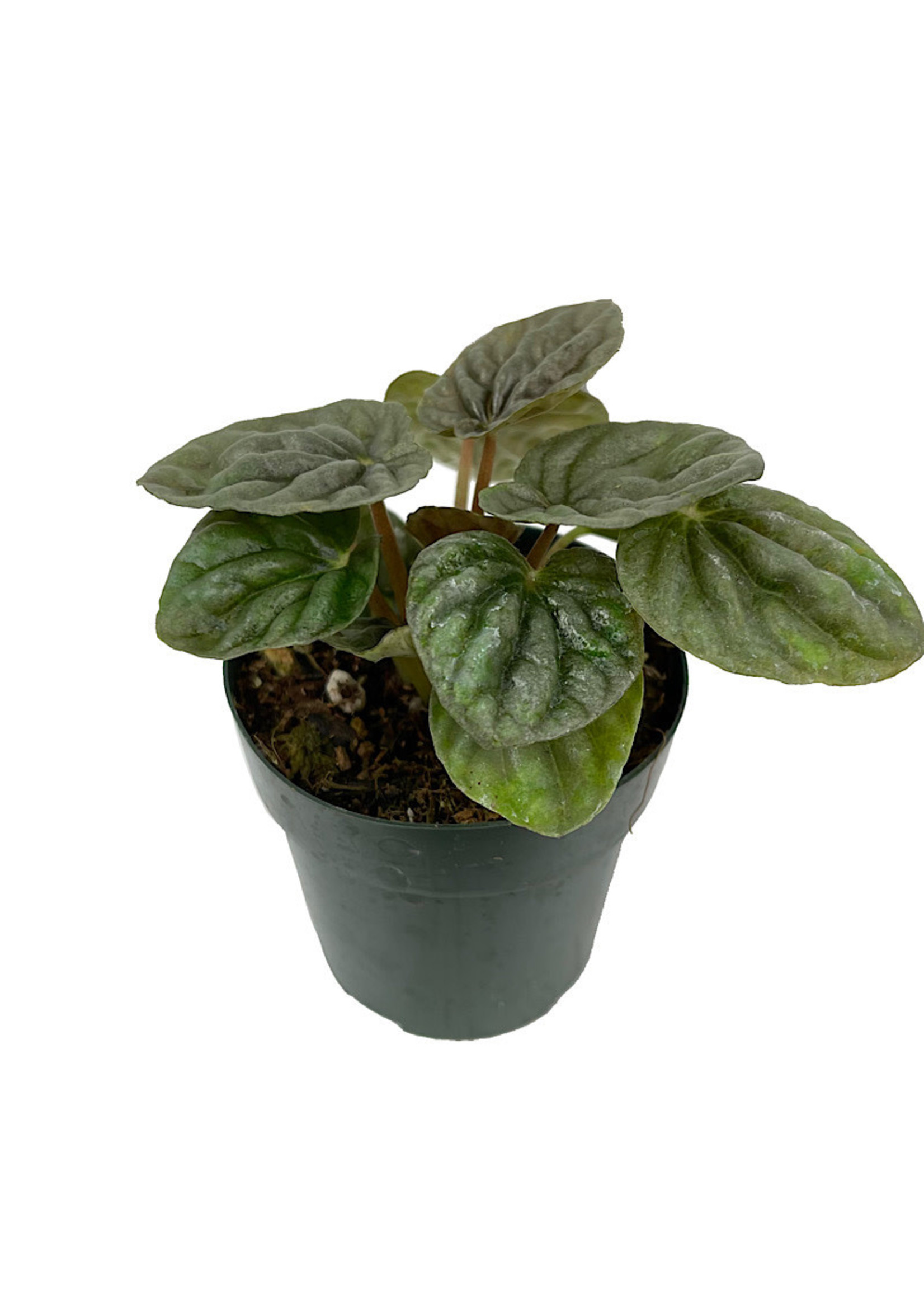 Peperomia caperata 'Luna Grey' 2 Inch