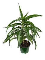 Dracaena fragrans 'Jade Jewel' 6 Inch