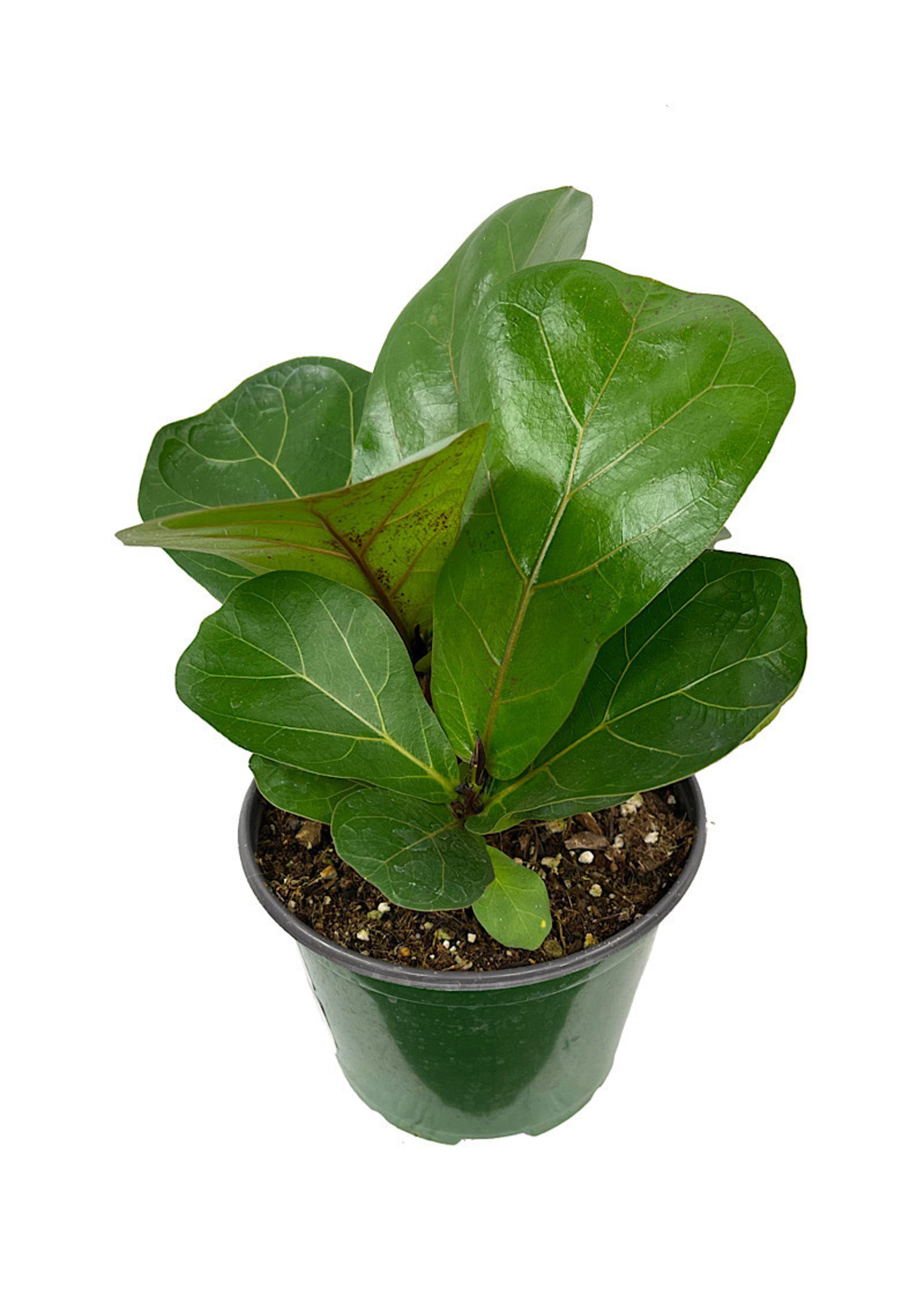 Ficus lyrata 'Little Sunshine' 6 Inch