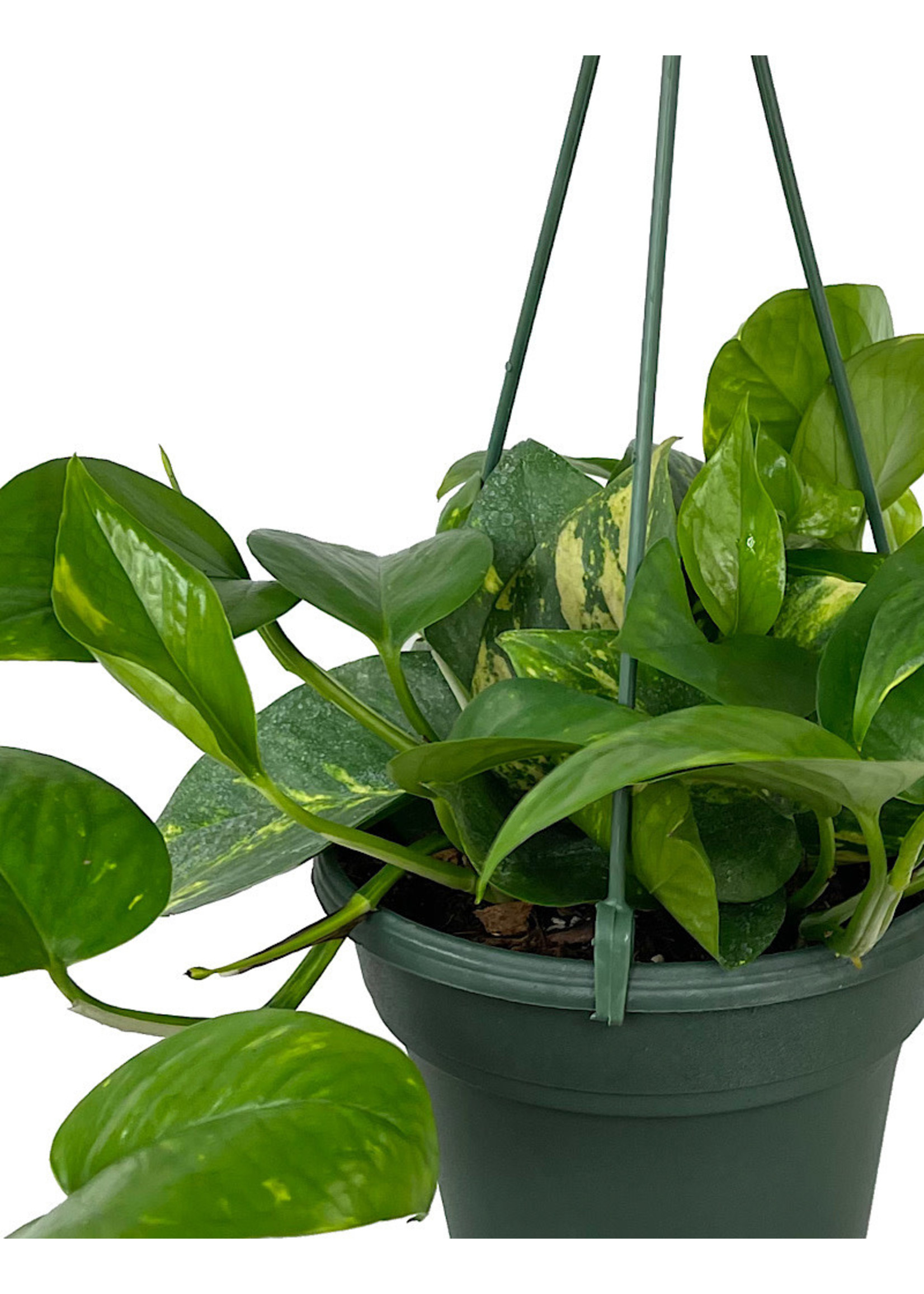 Pothos 'Golden' Hanging Basket 6 Inch