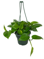 Pothos 'Jade' Hanging Basket 6 Inch