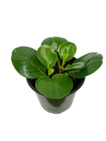 Peperomia obtusifolia 4 Inch