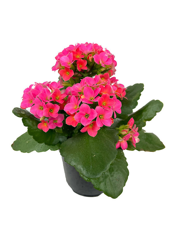 Kalanchoe 6 Inch - The Garden Corner