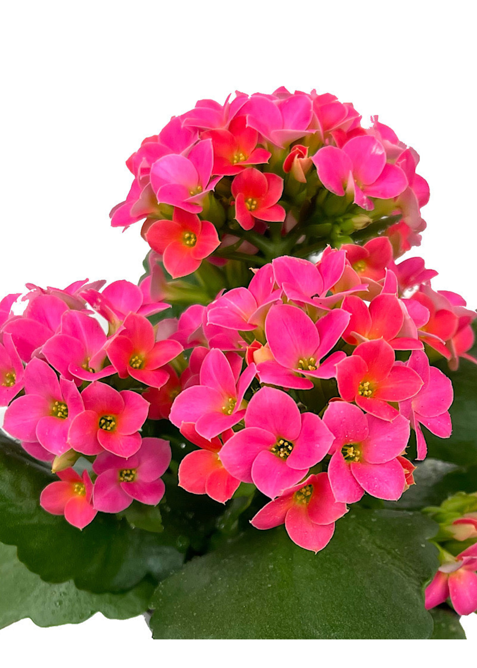 Kalanchoe 4 Inch