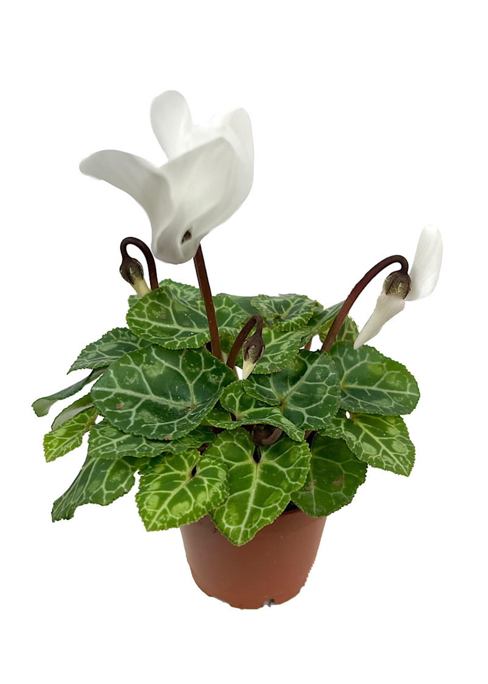 Cyclamen 2 Inch