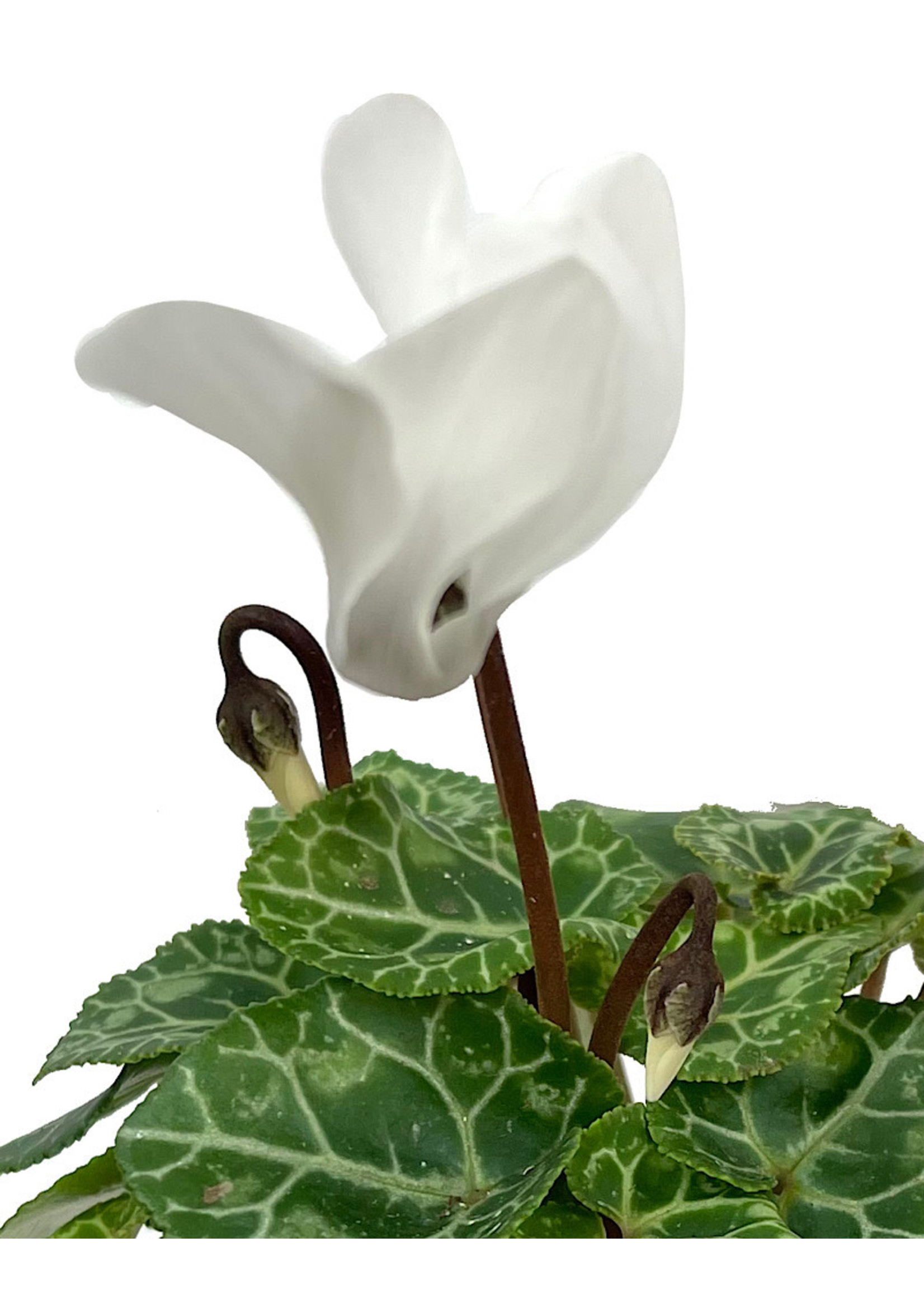 Cyclamen 2 Inch