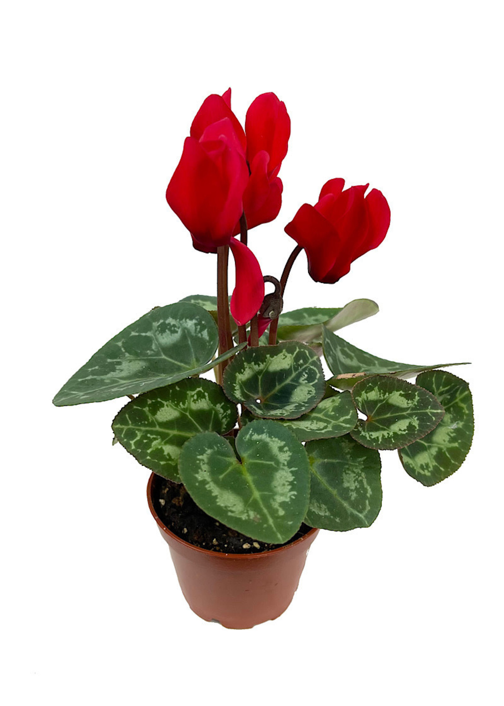 Cyclamen 2 Inch