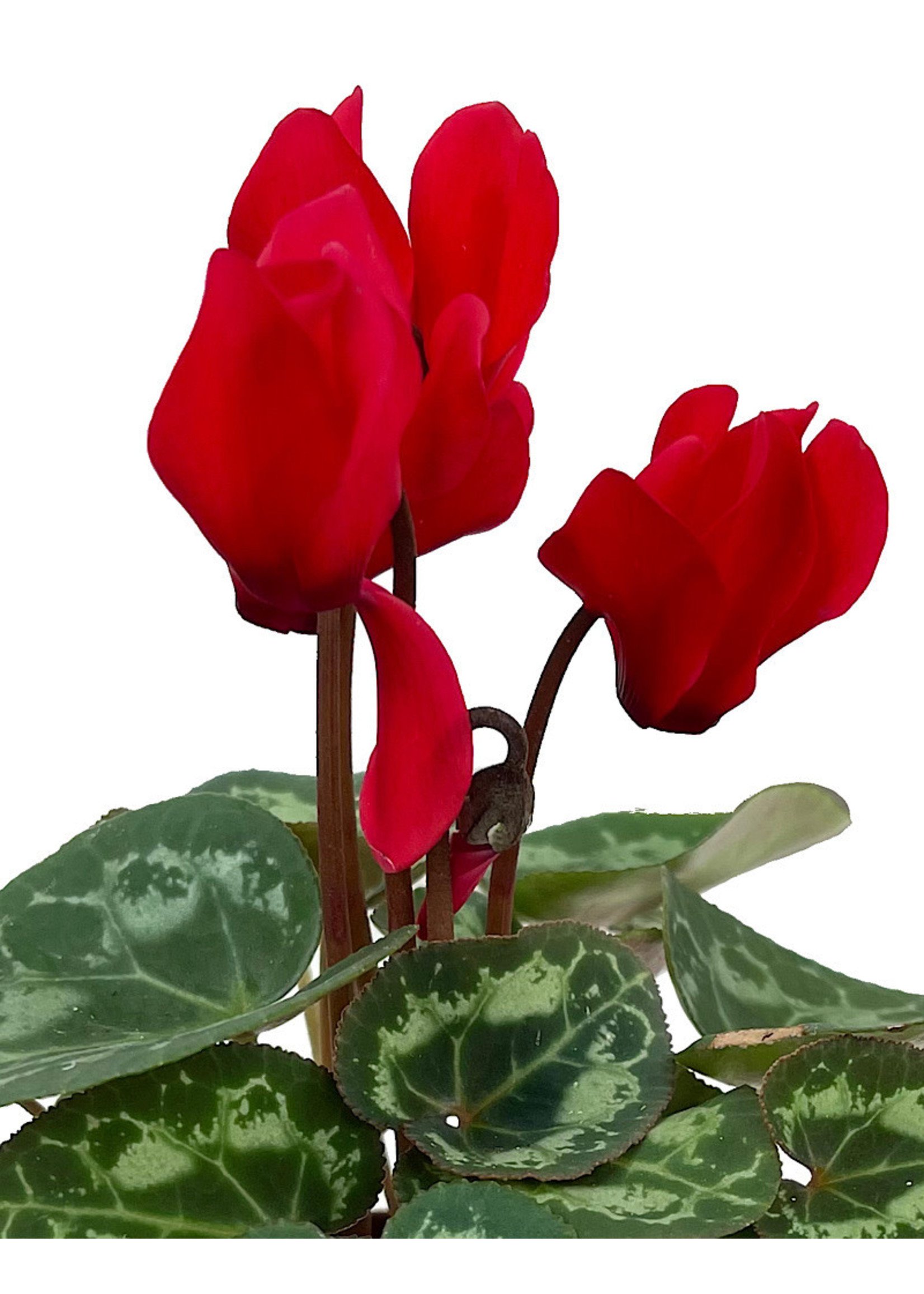 Cyclamen 2 Inch