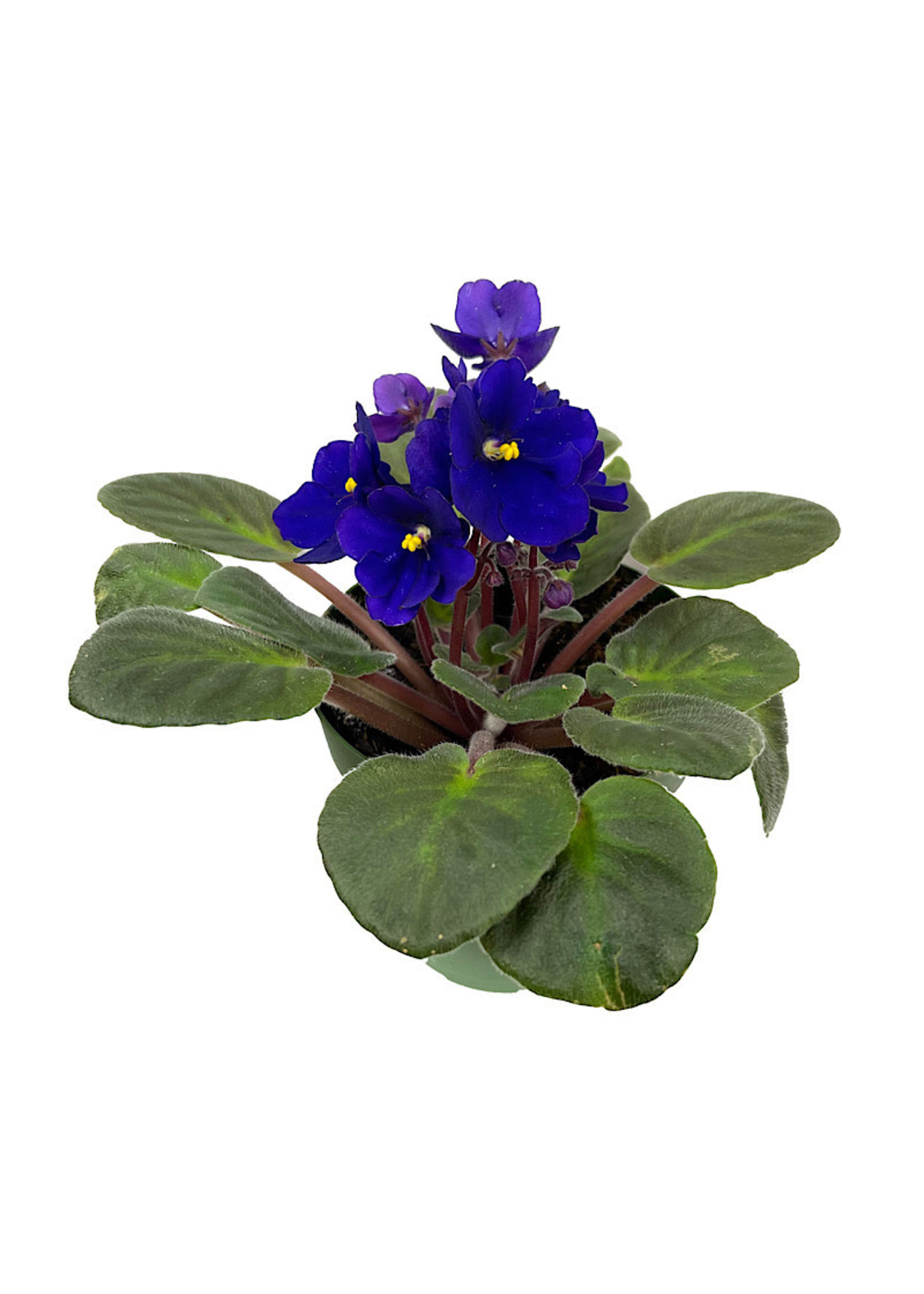 Streptocarpus 4 Inch