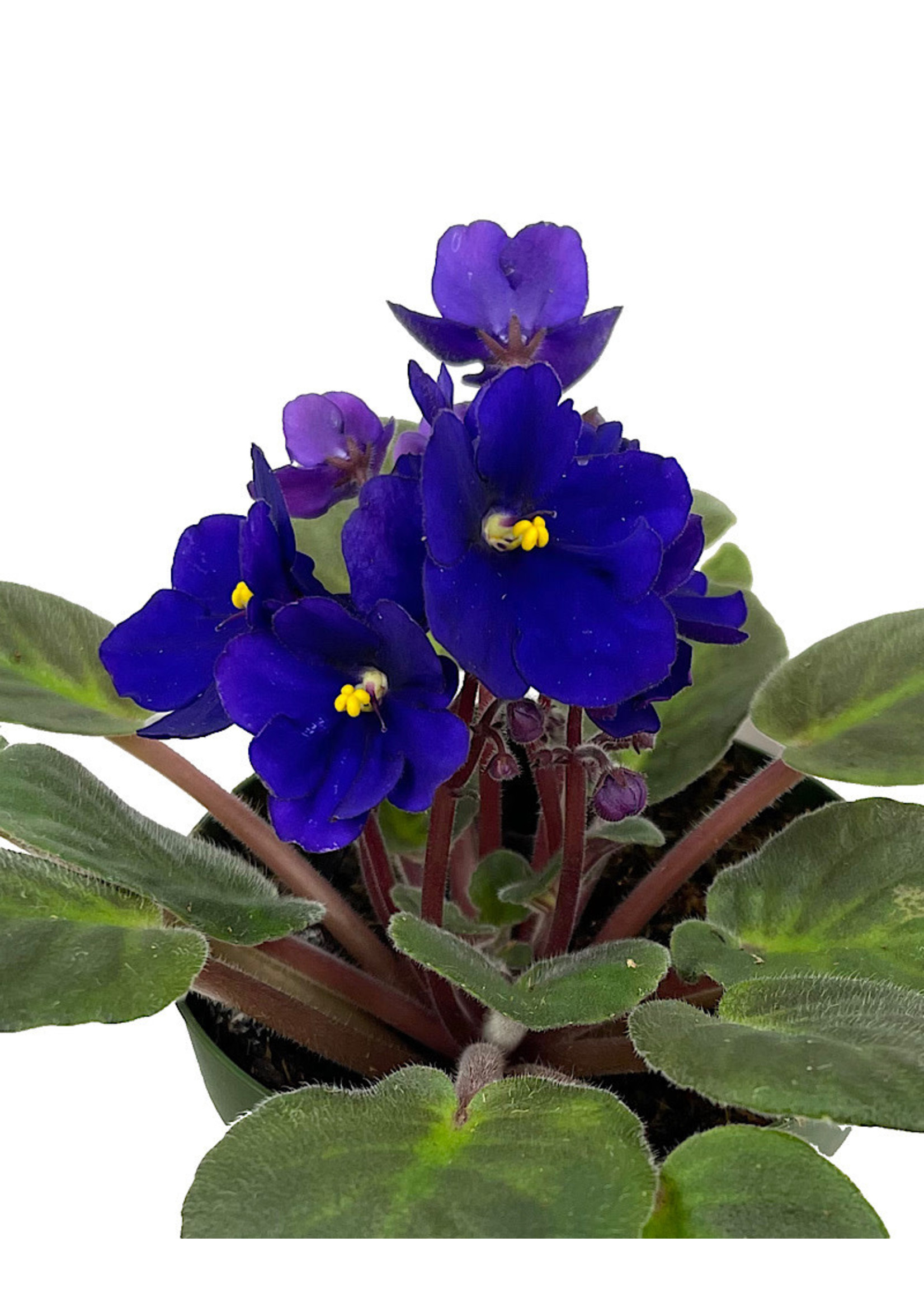 Streptocarpus 4 Inch