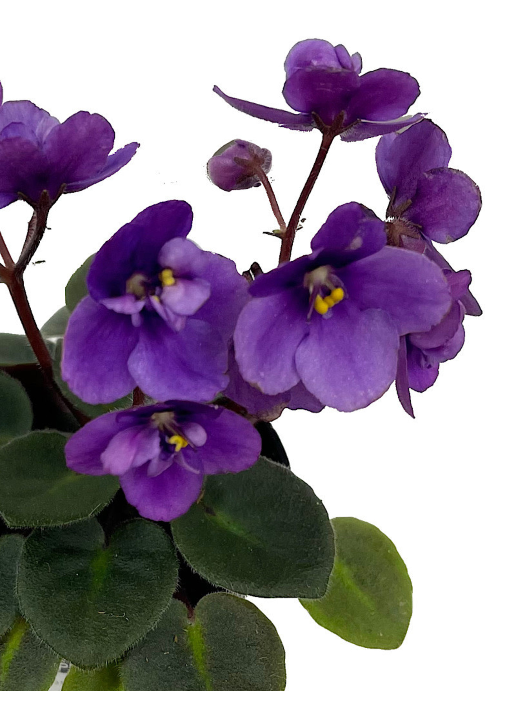 Streptocarpus 2 Inch