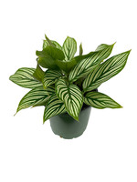 Calathea elliptica 'Vittata' Quart