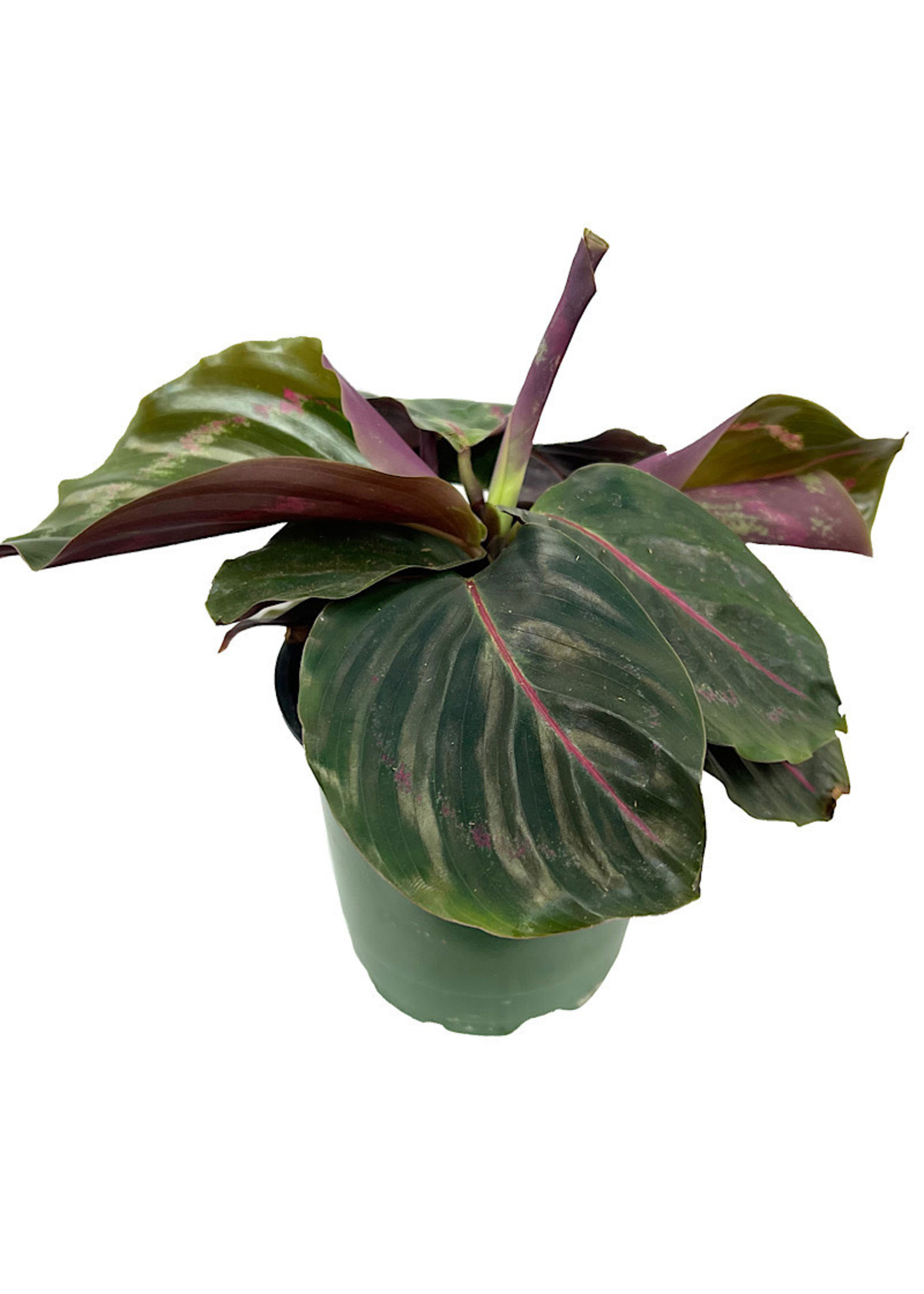 Calathea roseopicta 'Dottie'  4 Inch