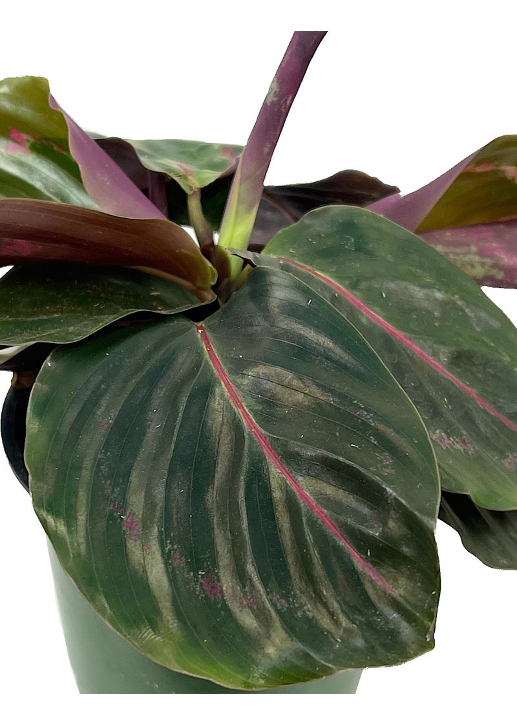 Calathea roseopicta 'Dottie'  4 Inch