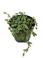 Pilea glauca Quart