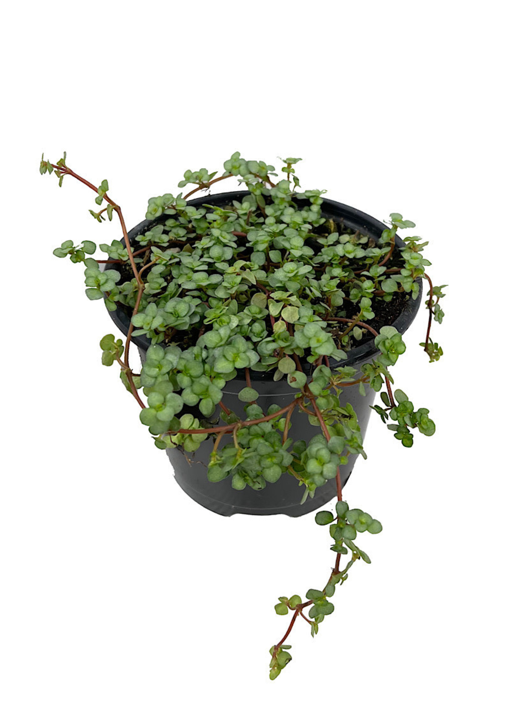 Pilea glauca Quart