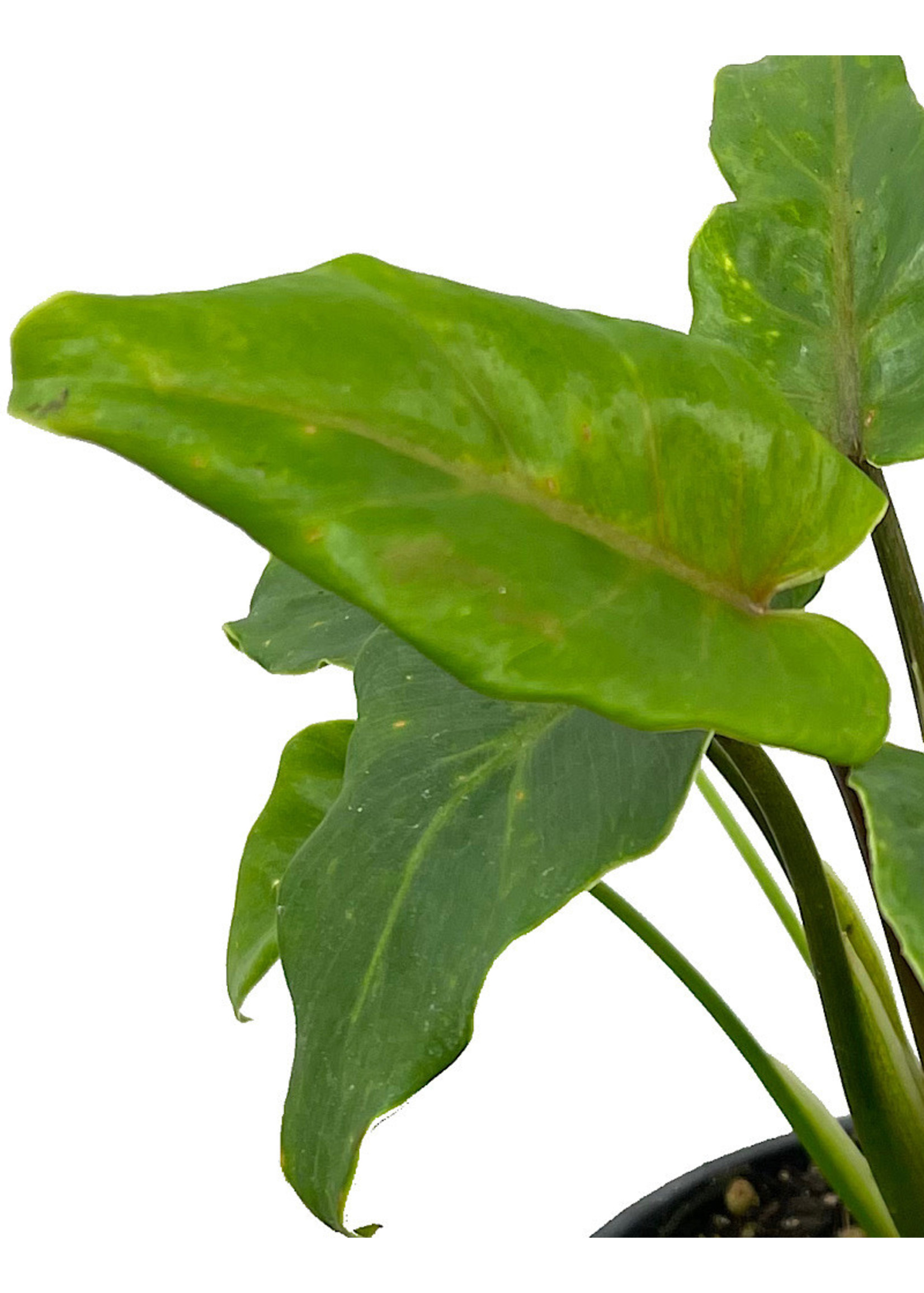 Philodendron 'Xanadu' Quart