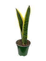 Sansevieria trifasciata 'Laurentii' 4 Inch