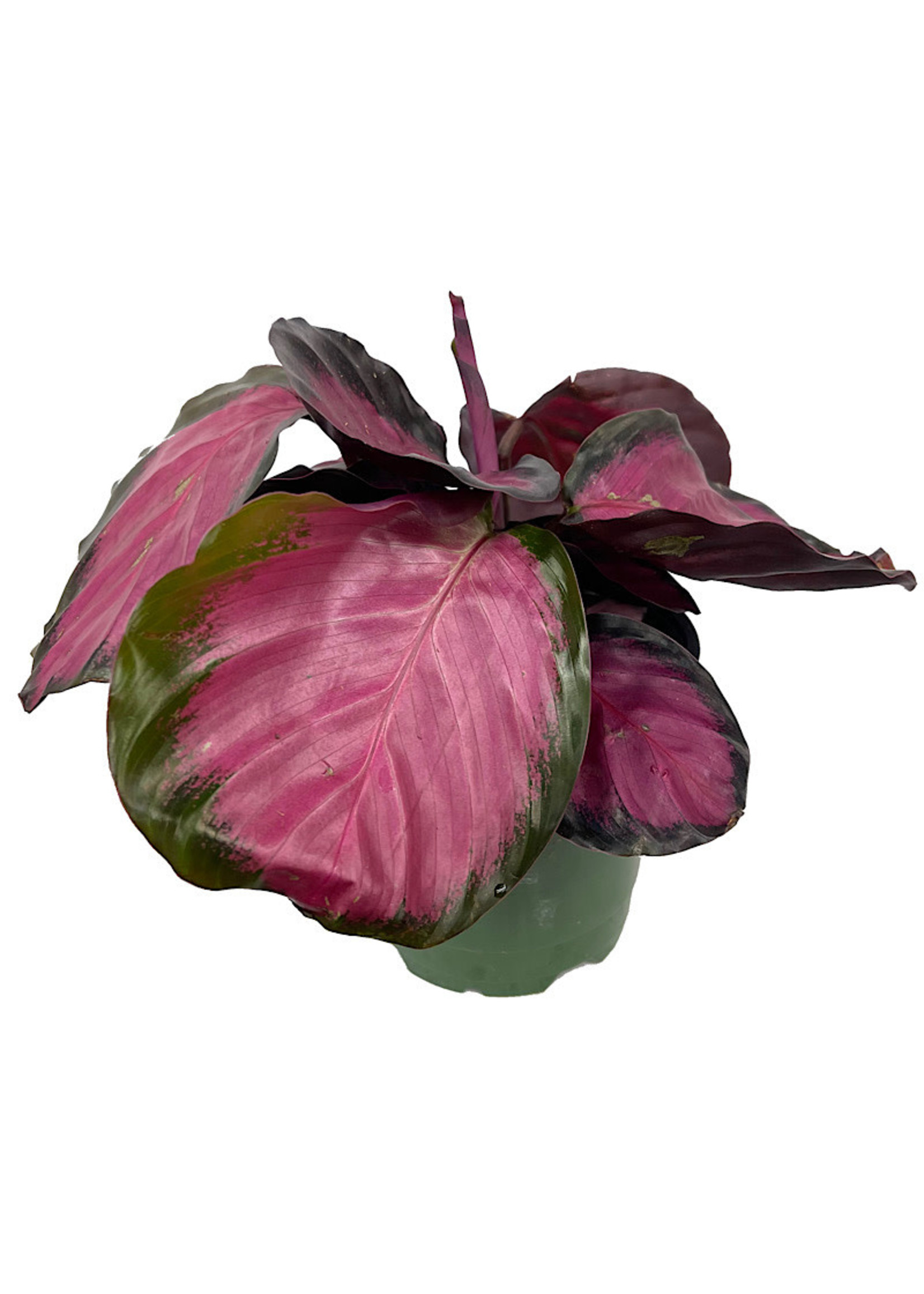 Calathea roseopicta ‘Rosey’ 4 Inch