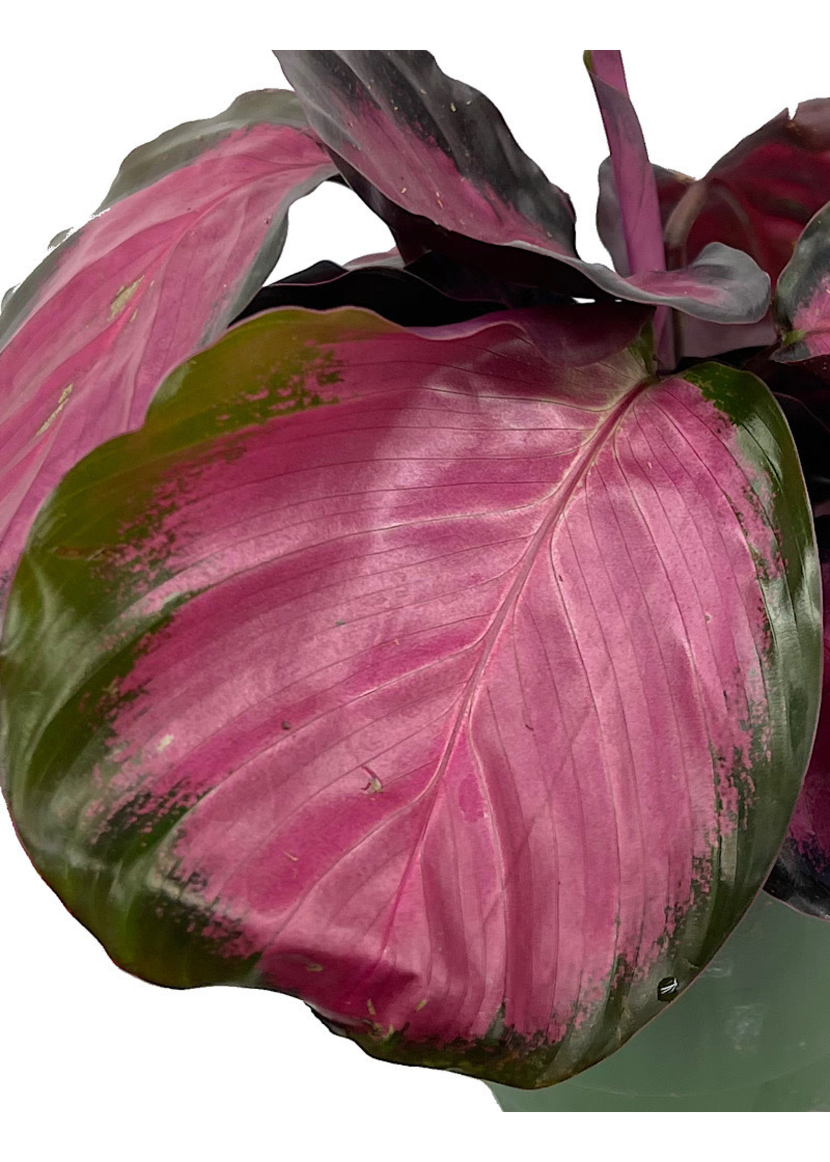 Calathea roseopicta ‘Rosey’ 4 Inch