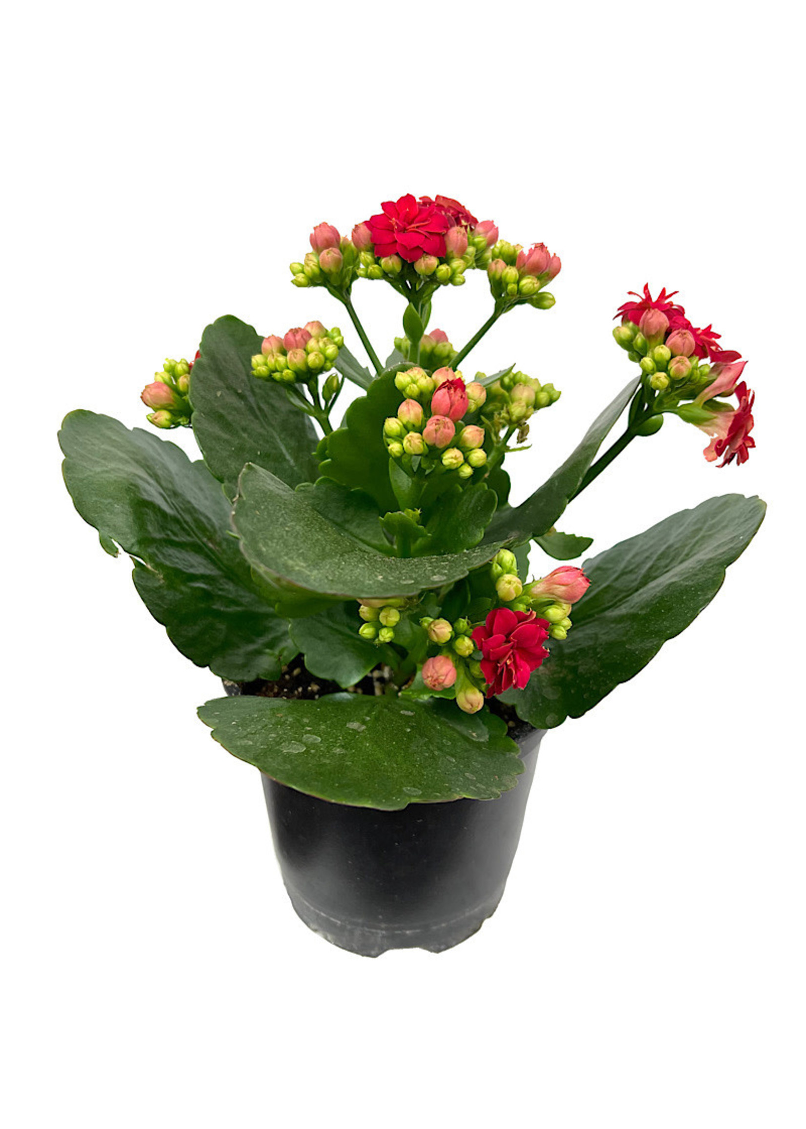 Kalanchoe 6 Inch