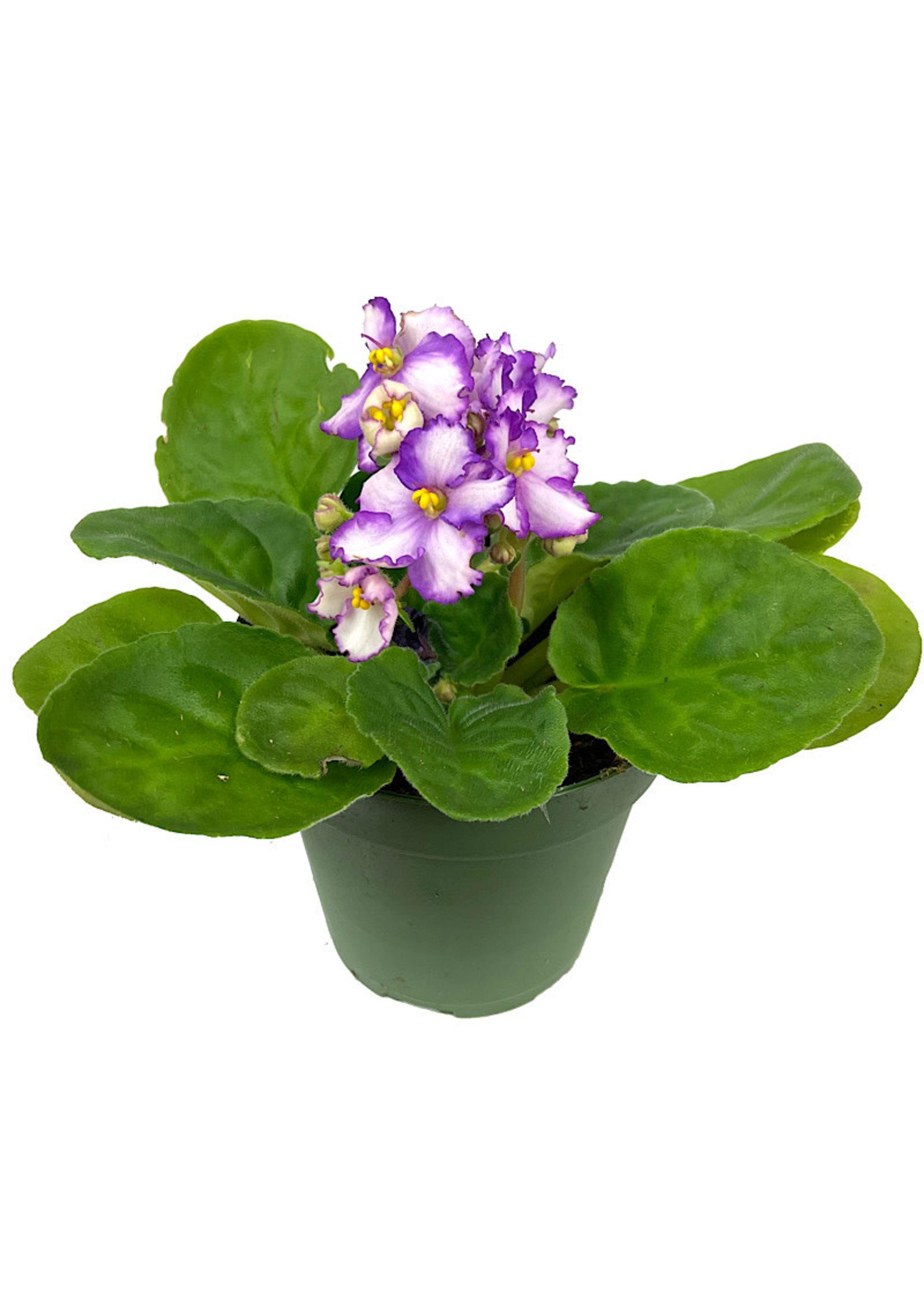 Streptocarpus 4 Inch