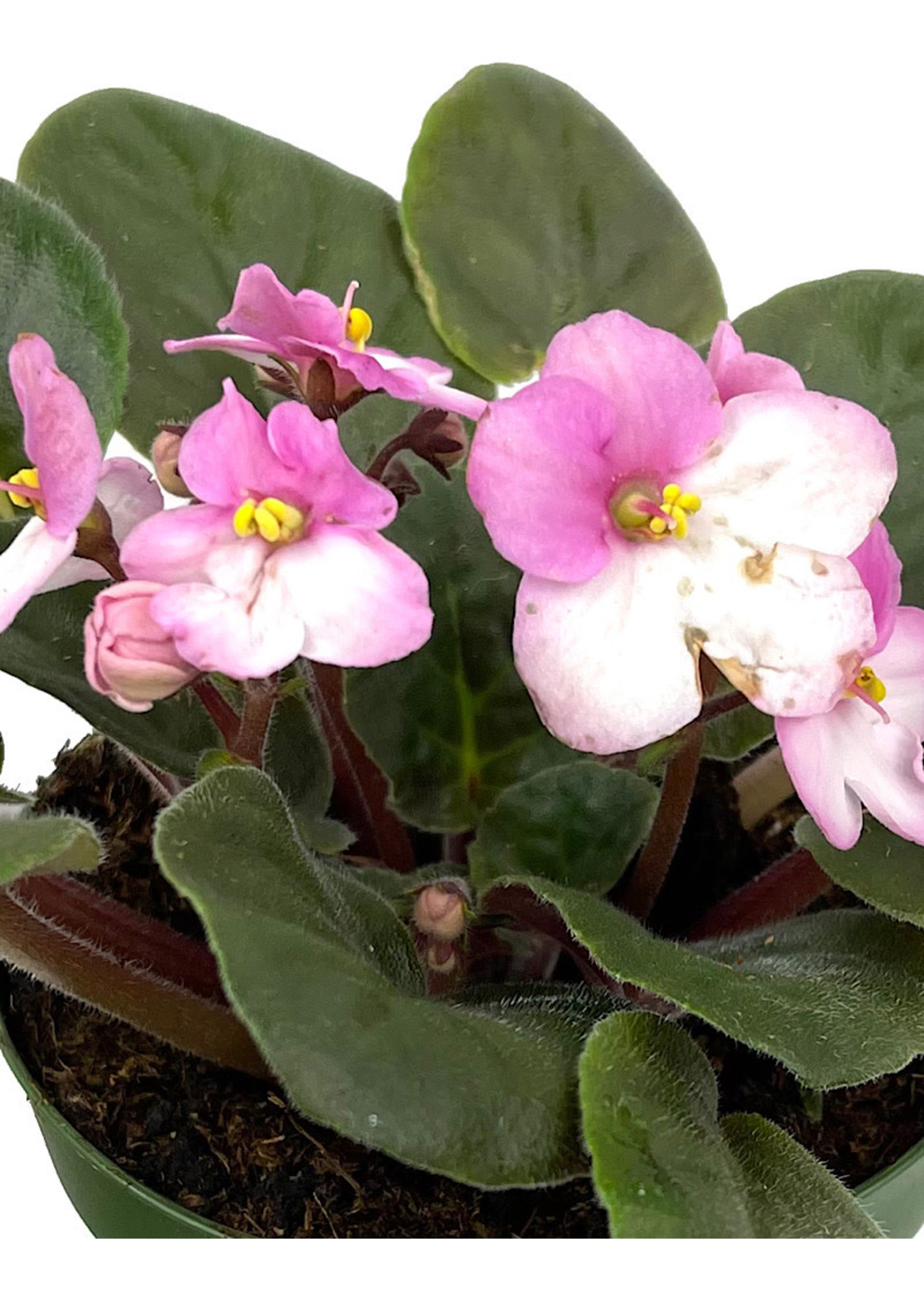 Streptocarpus 4 Inch