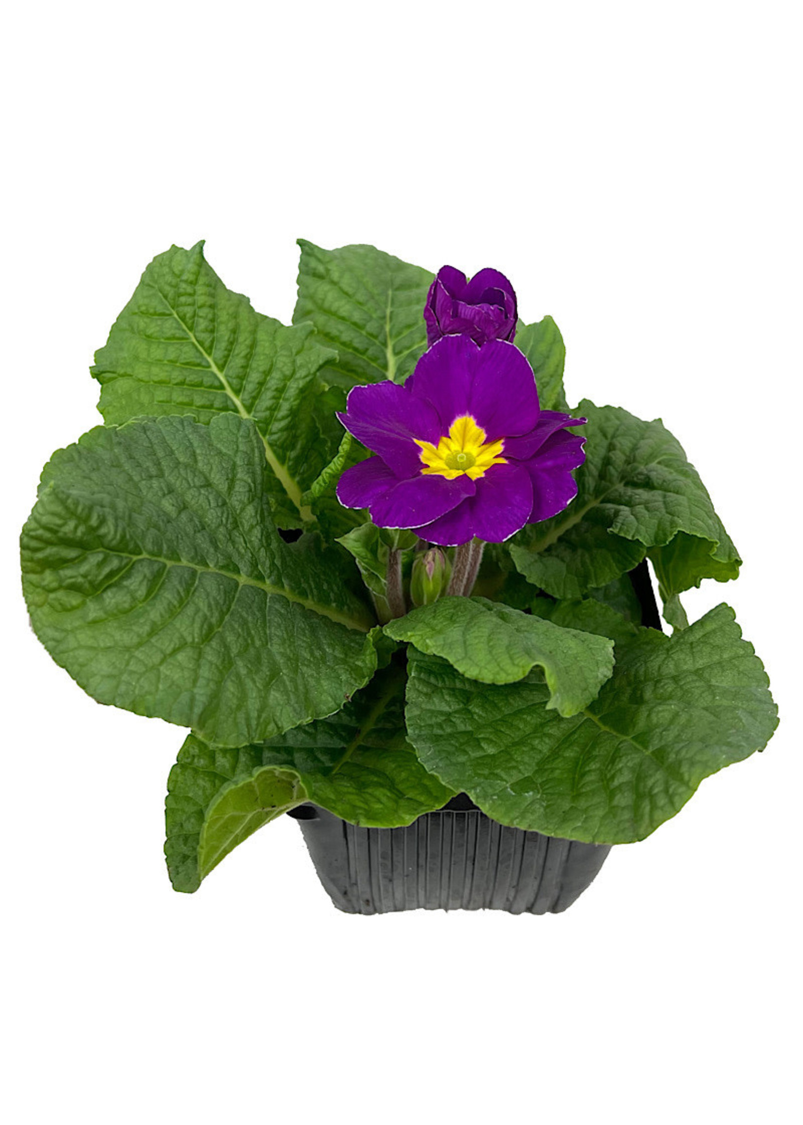 Primrose 4 Inch