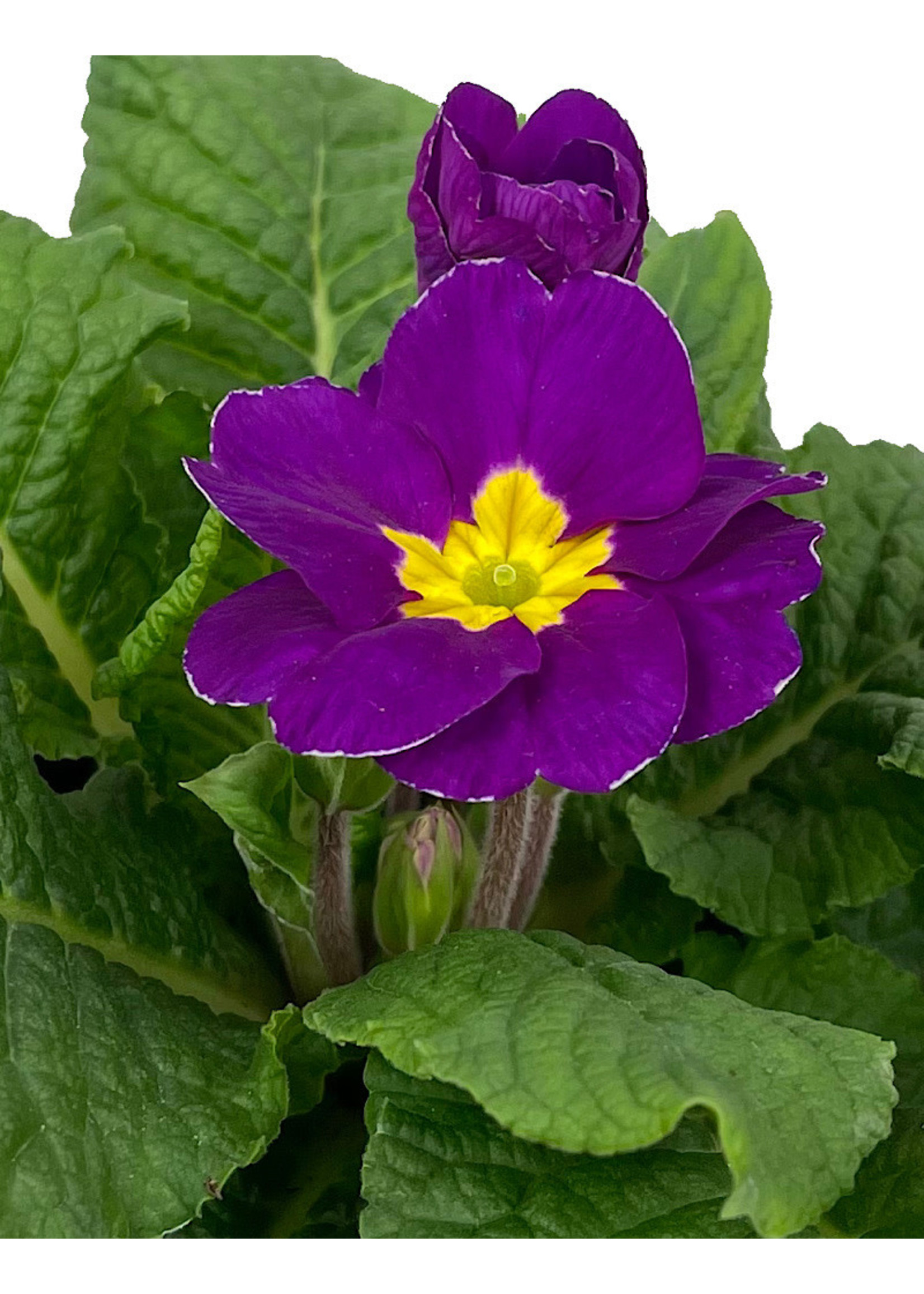 Primrose 4 Inch