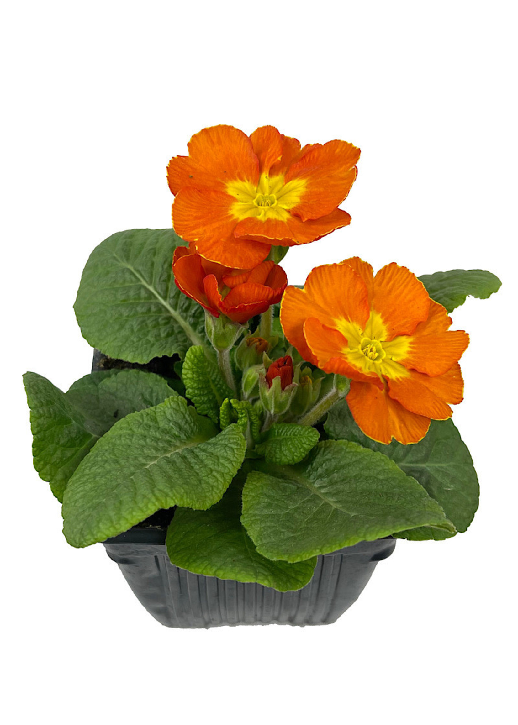 Primrose 4 Inch