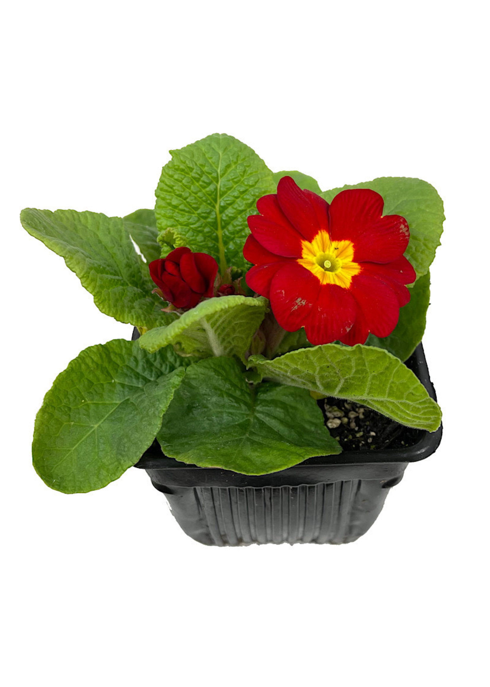 Primrose 4 Inch